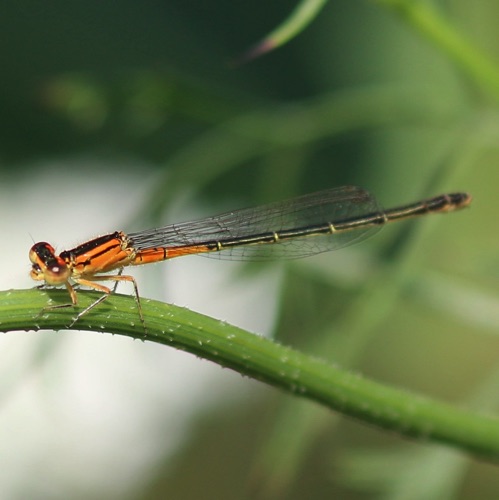 Eastern Forktail (juvenile)
Ischnura verticals